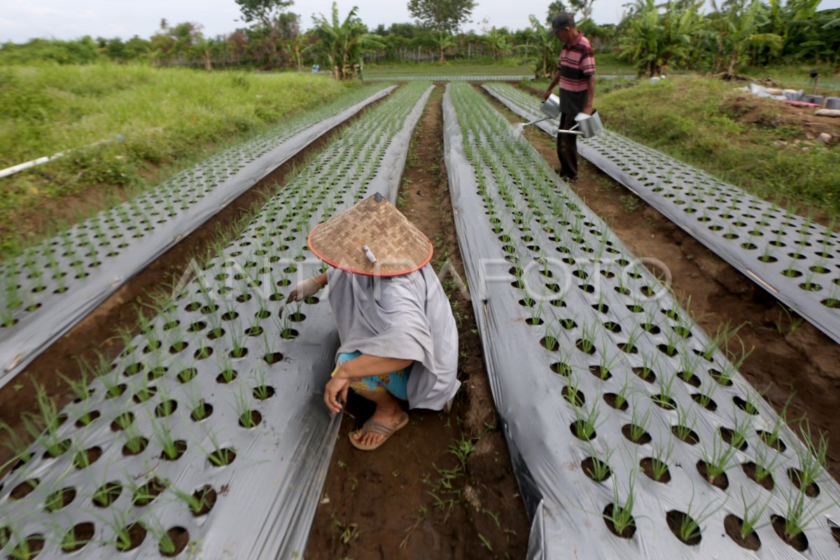 Bibit Bawang Merah Bantuan Pemerintah | ANTARA Foto