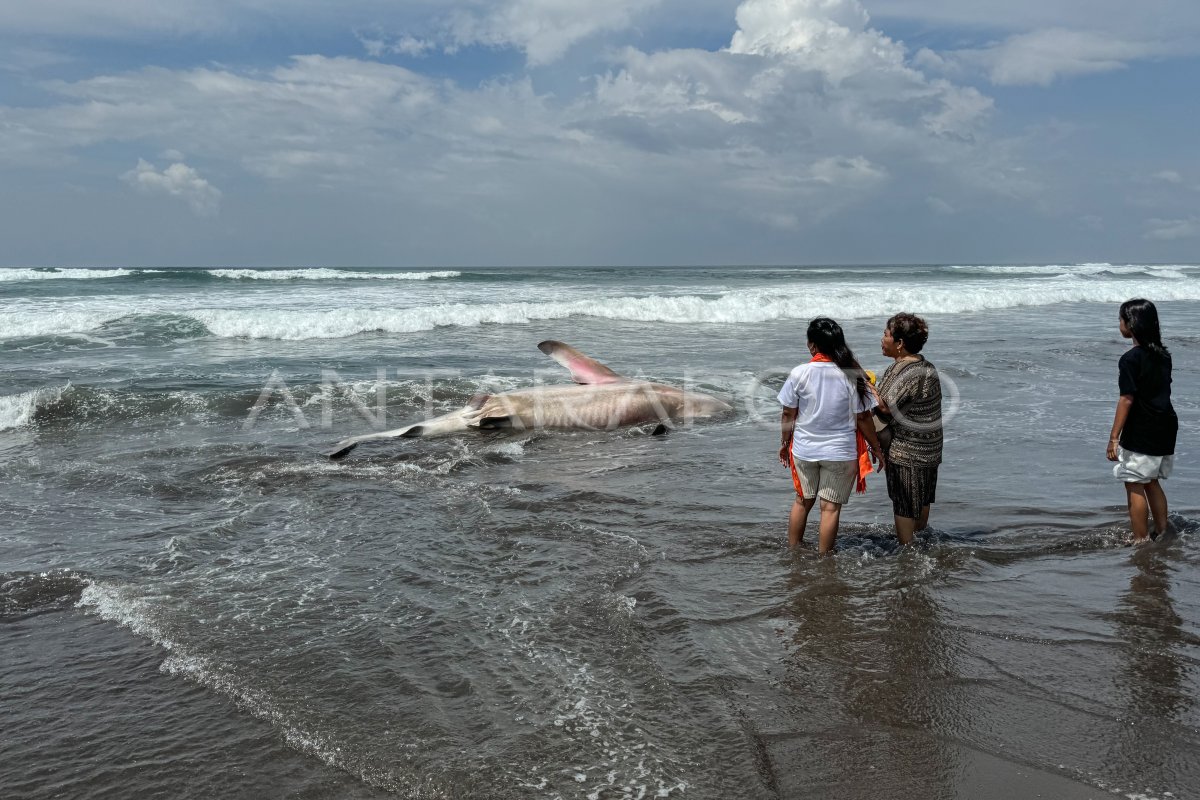 Hiu Tutul Terdampar Di Pantai Parangtritis Antara Foto