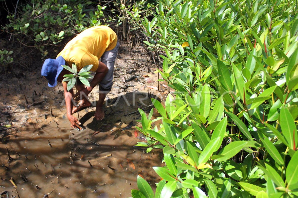 Upaya Rehabilitasi Ekosistem Mangrove | ANTARA Foto