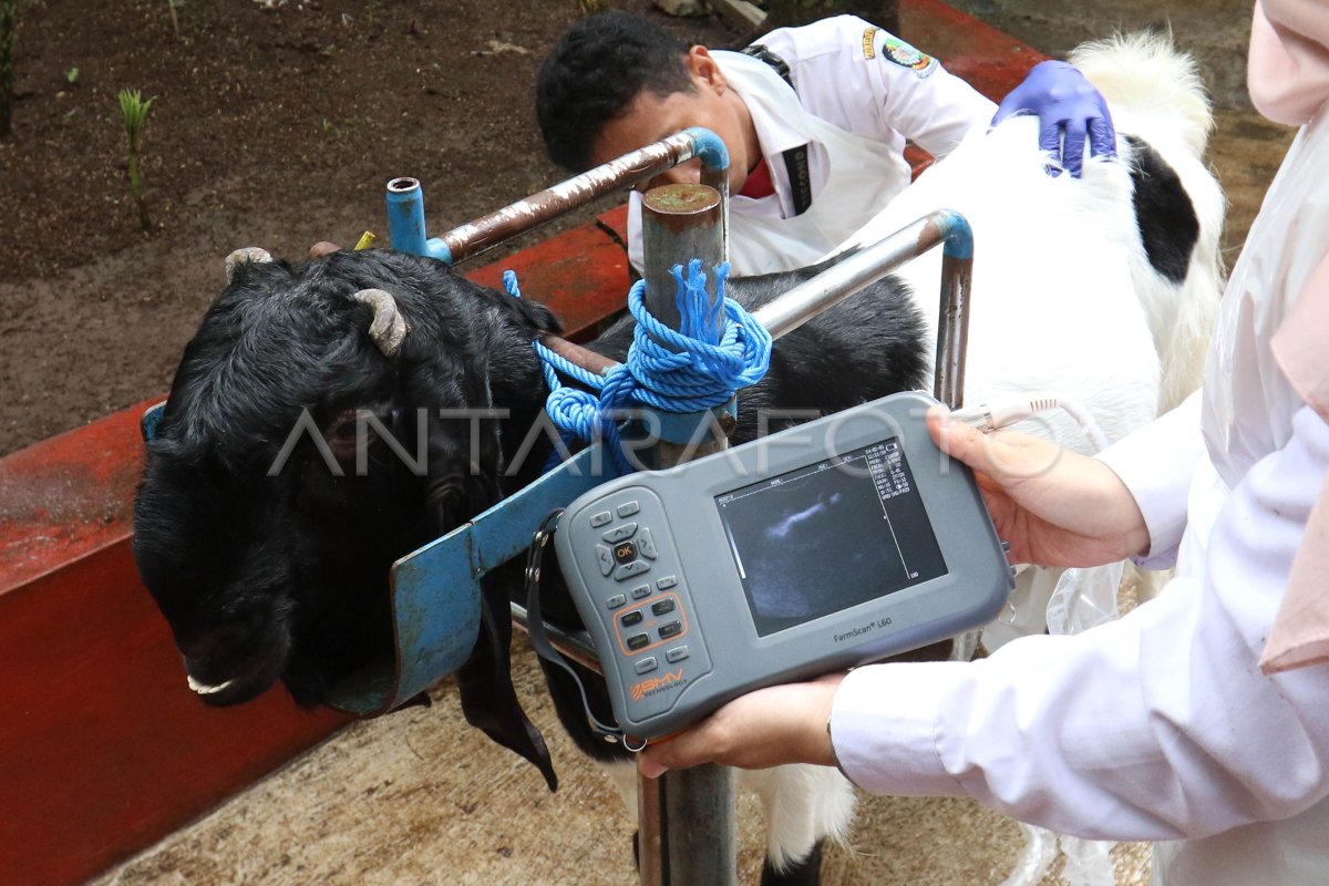 Kambing perah suplai kebutuhan susu nasional | ANTARA Foto