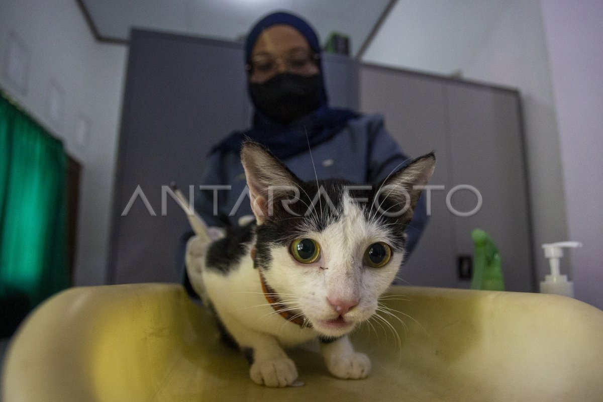 Operasi sterilisasi kucing gratis ANTARA Foto Operasi sterilisasi kucing gratis ANTARA Foto