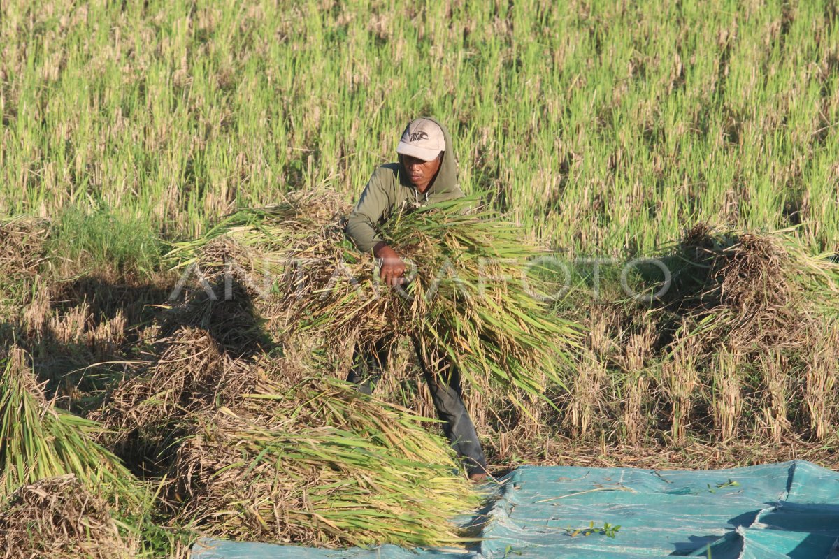 Produksi Beras Nasional | ANTARA Foto