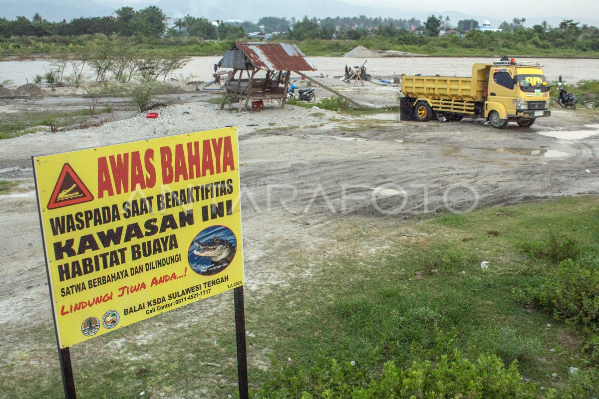 Pemasangan Papan Peringatan Bahaya Buaya Di Sungai Palu Antara Foto