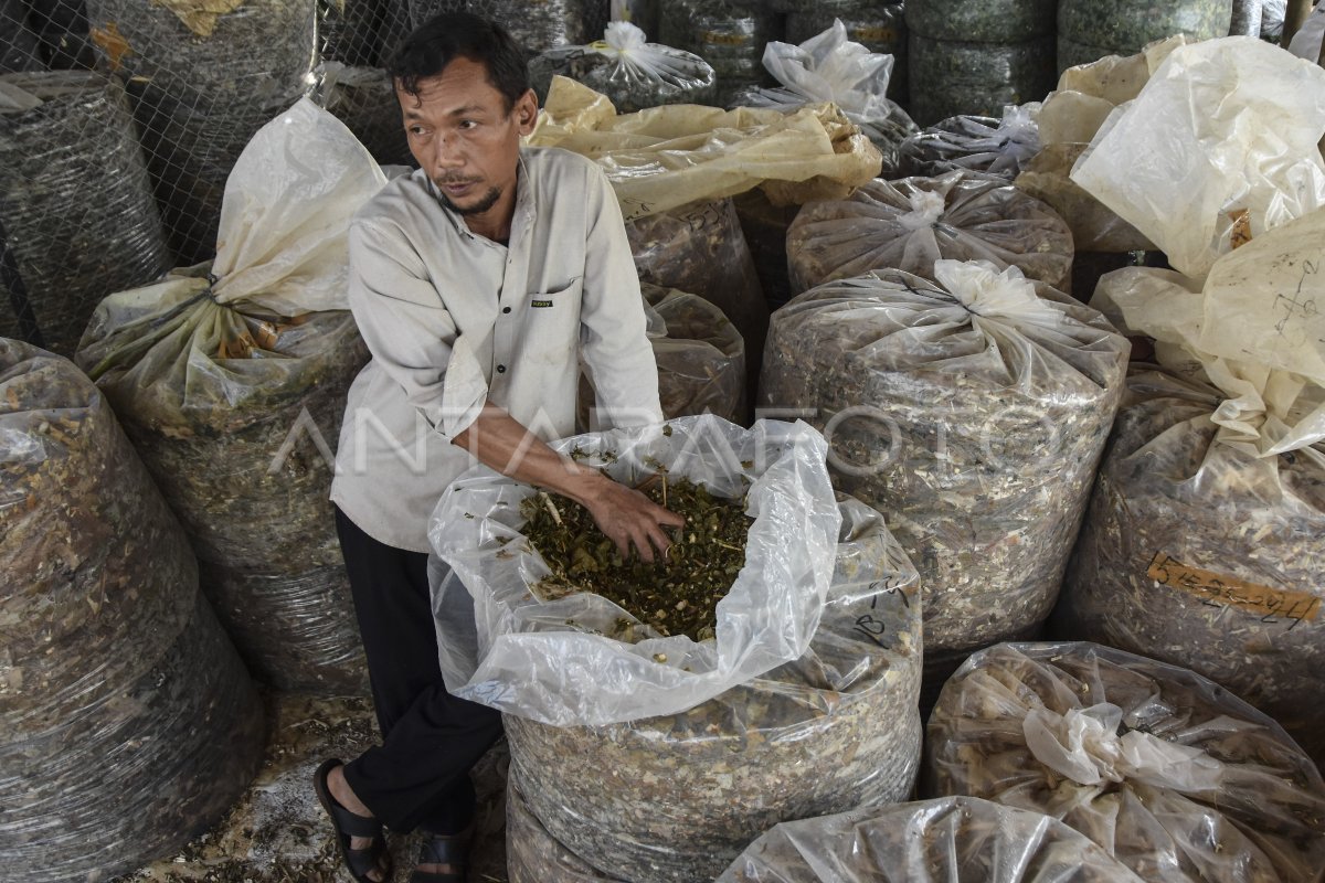 Produksi Pakan Ternak Fermentasi Antara Foto