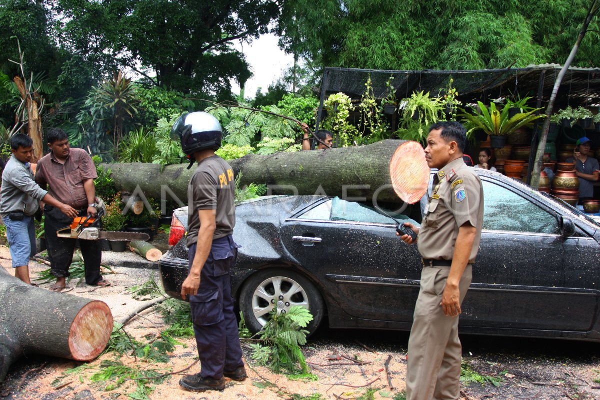 POHON TUMBANG ANTARA Foto