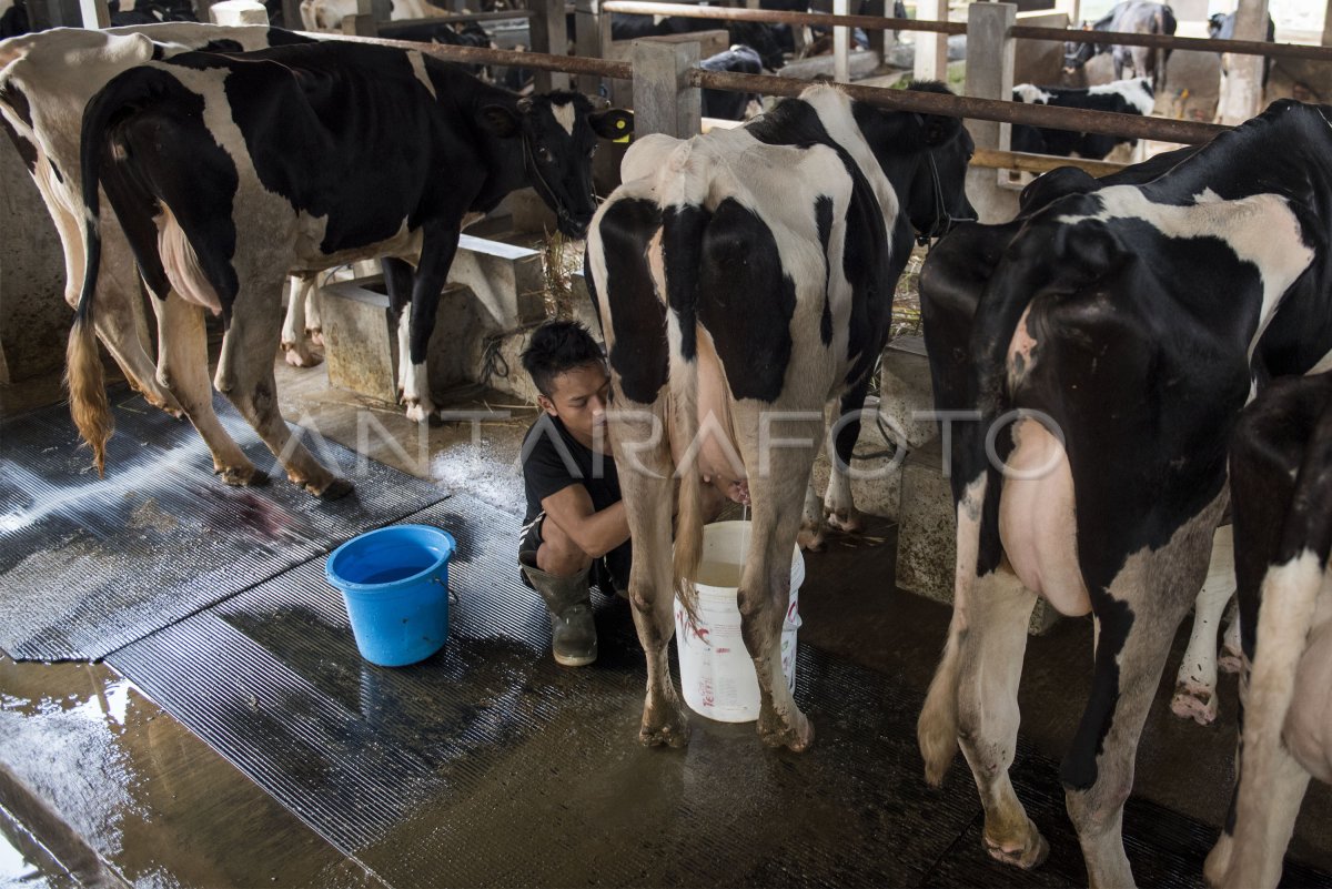 PRODUKSI SUSU PERAH CIBUGARY | ANTARA Foto