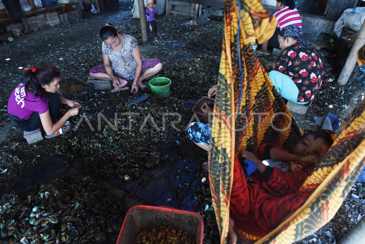 TARGET PRODUKSI KERANG ANTARA Foto