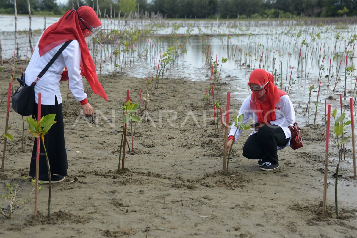 TARGET REHABILITASI LAHAN MANGROVE | ANTARA Foto