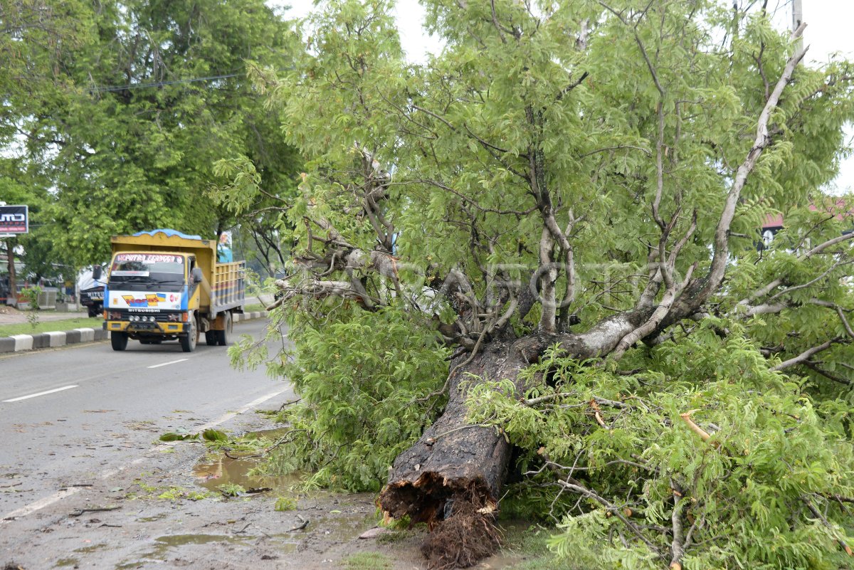 POHON TUMBANG AKIBAT ANGIN KENCANG ANTARA Foto