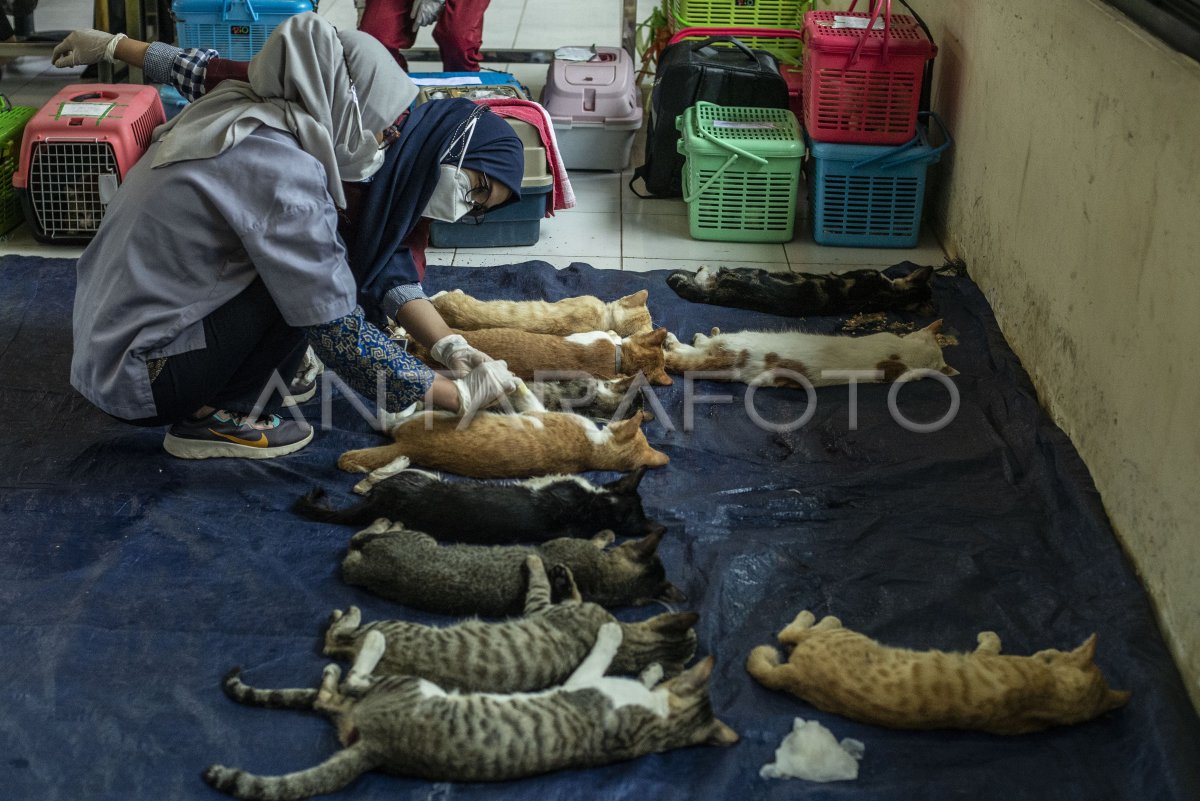 PROGRAM STERIL KUCING LOKAL BERPEMILIK ANTARA Foto