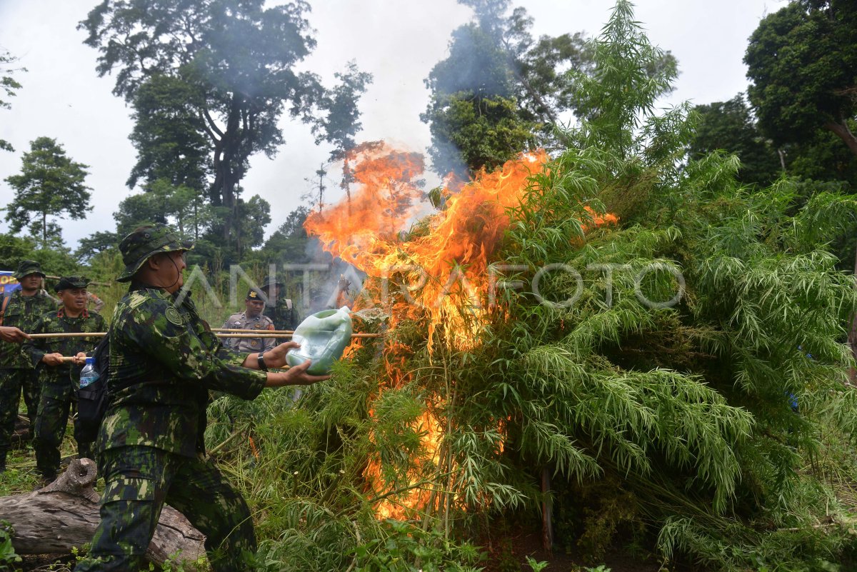 PEMUSNAHAN TANAMAN GANJA DI PEGUNUNGAN ACEH BESAR | ANTARA Foto