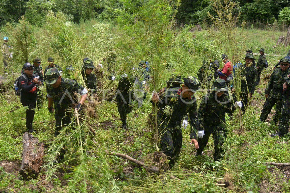 PEMUSNAHAN TANAMAN GANJA DI PEGUNUNGAN ACEH BESAR | ANTARA Foto