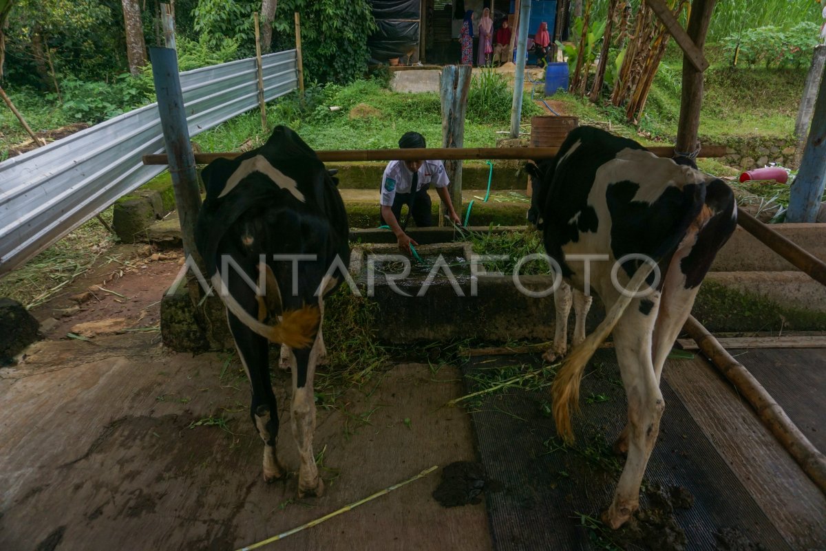 PEMBELAJARAN TERNAK SAPI DI SMK PETERNAKAN