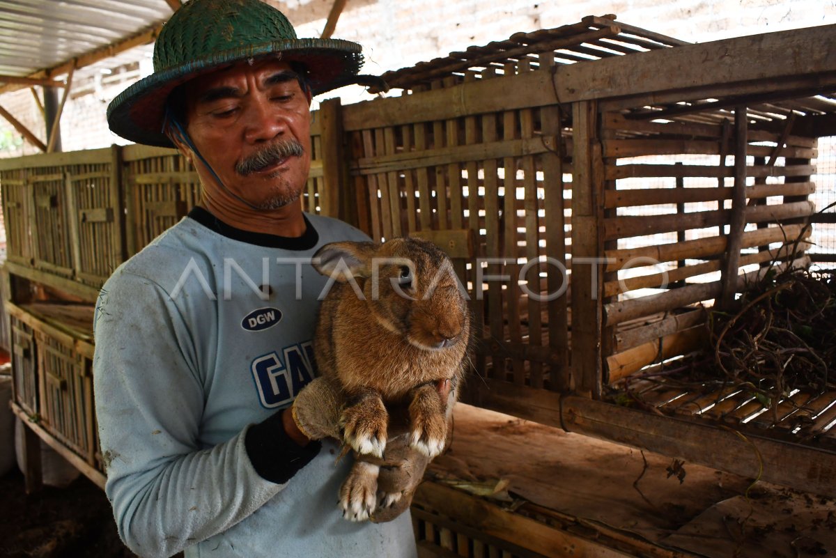 PETERNAK KELINCI DI MAGETAN