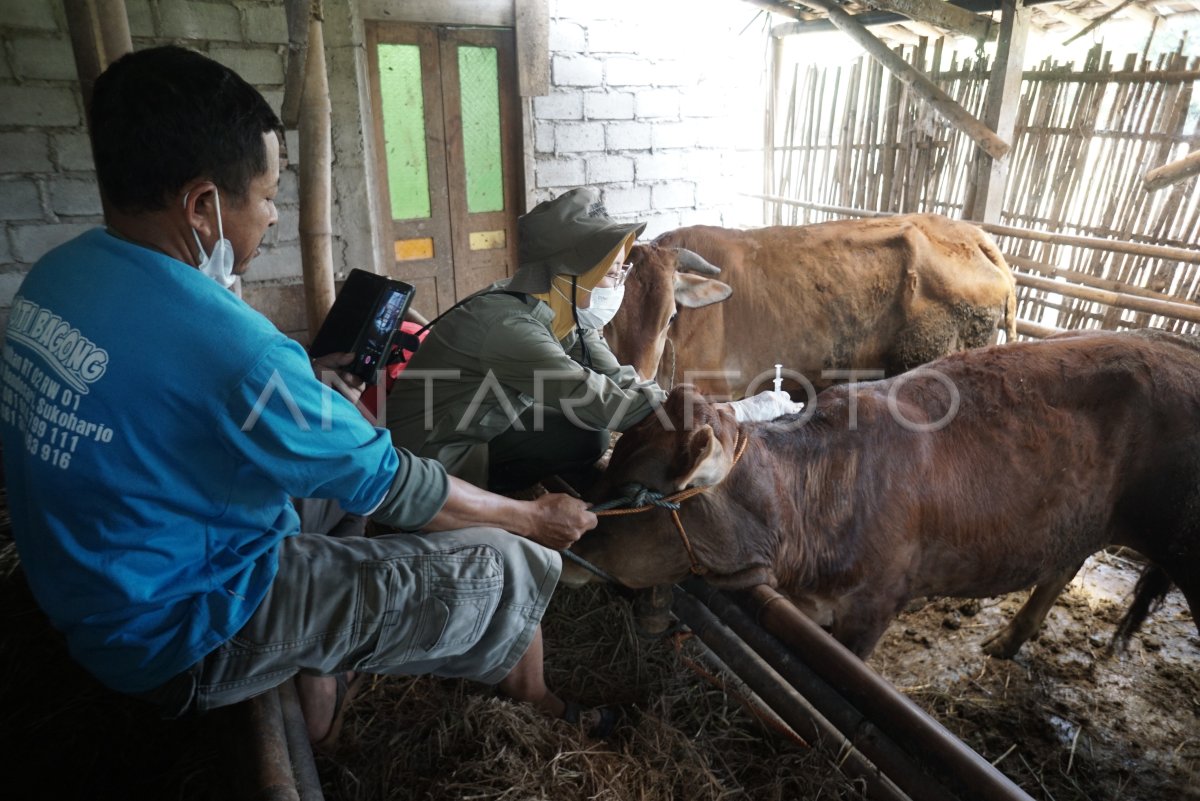 VAKSIN PENYAKIT LSD PADA SAPI | ANTARA Foto