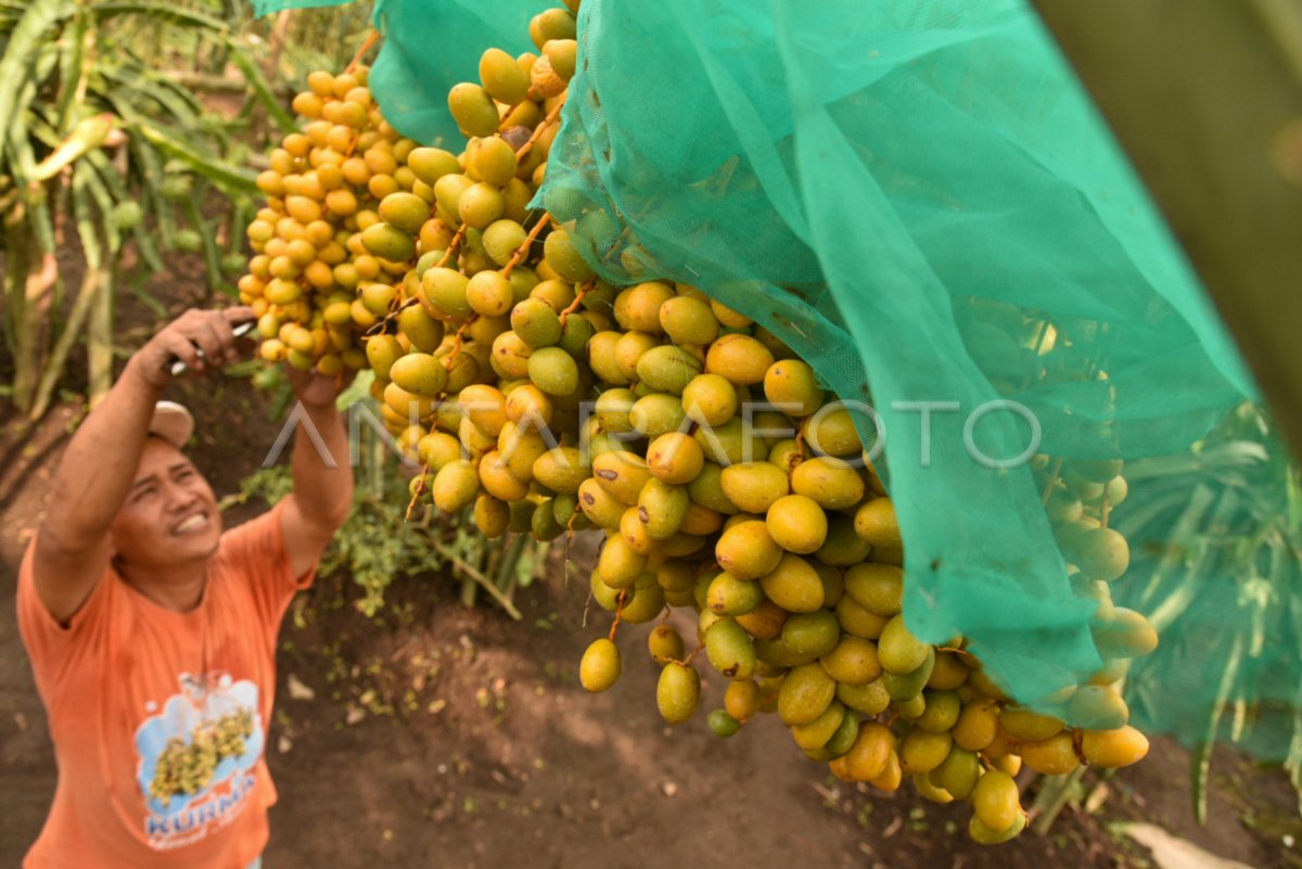 Kebun Kurma Di Tanah Karo Antara Foto