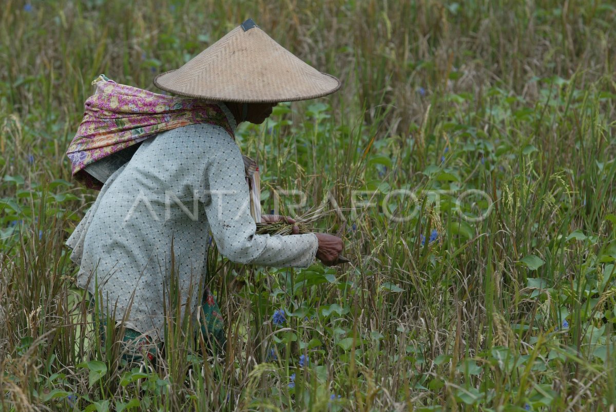 HAMA WERENG | ANTARA Foto