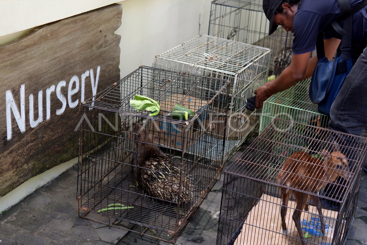 Proses penanganan satwa oleh petugas BKSDA