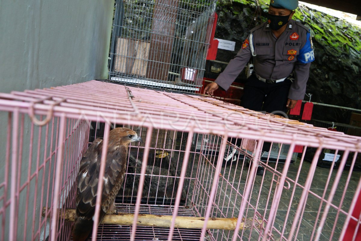 KASUS PERNIAGAAN SATWA DILINDUNGI