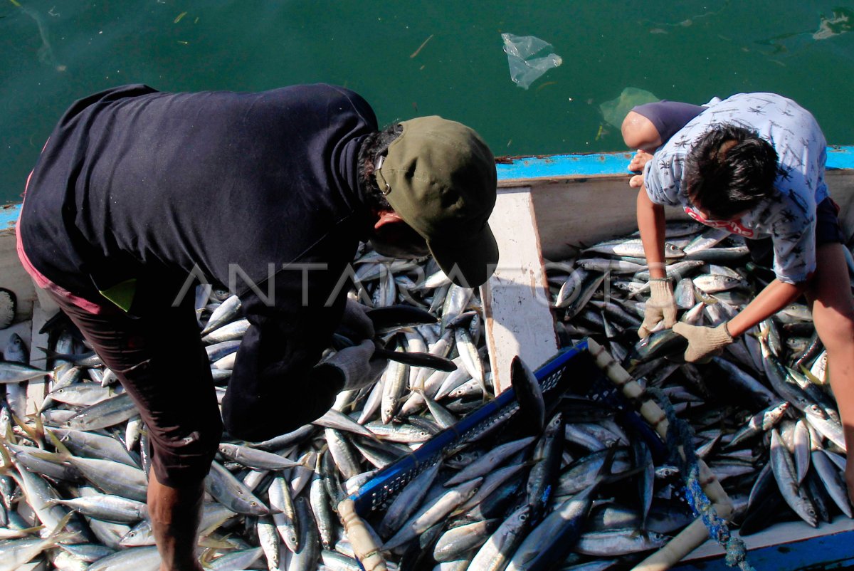 Tangkapan Ikan Momar Nelayan Papua Antara Foto