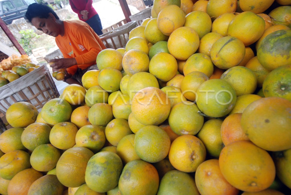 Panen Jeruk Antara Foto