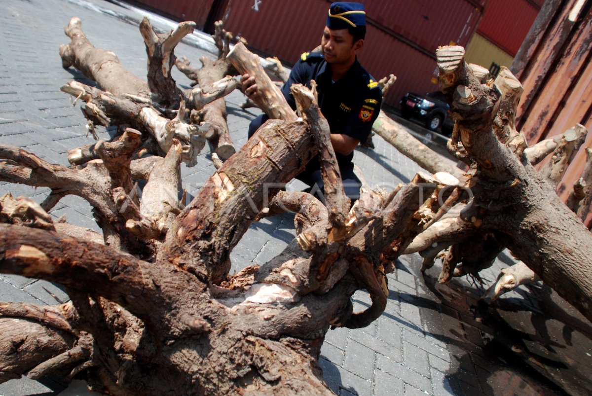 Penyelundupan Kayu Cendana Antara Foto