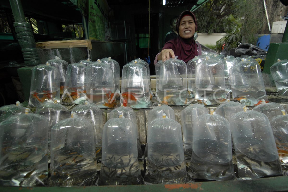 Peluang Ekspor Ikan Hias