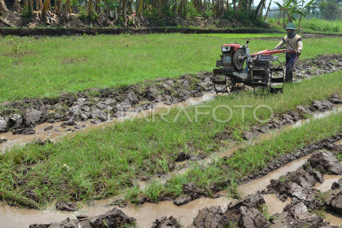 Teknik Pengolahan Lahan Sawah Untuk Padi Tlogo Tani 