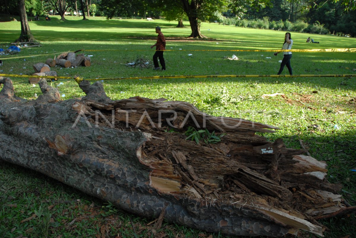 POHON TUMBANG MAKAN KORBAN ANTARA Foto