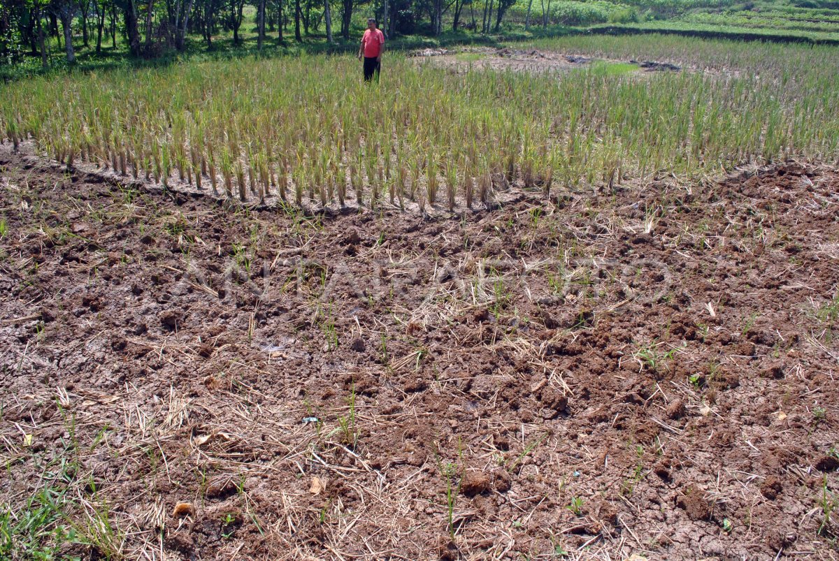 SAWAH KEKERINGAN DI BOGOR | ANTARA Foto