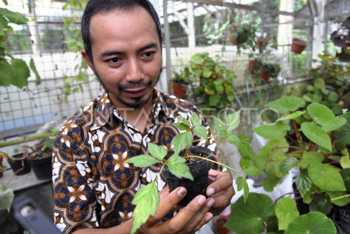 Penemuan Jenis Baru Tumbuhan Antara Foto