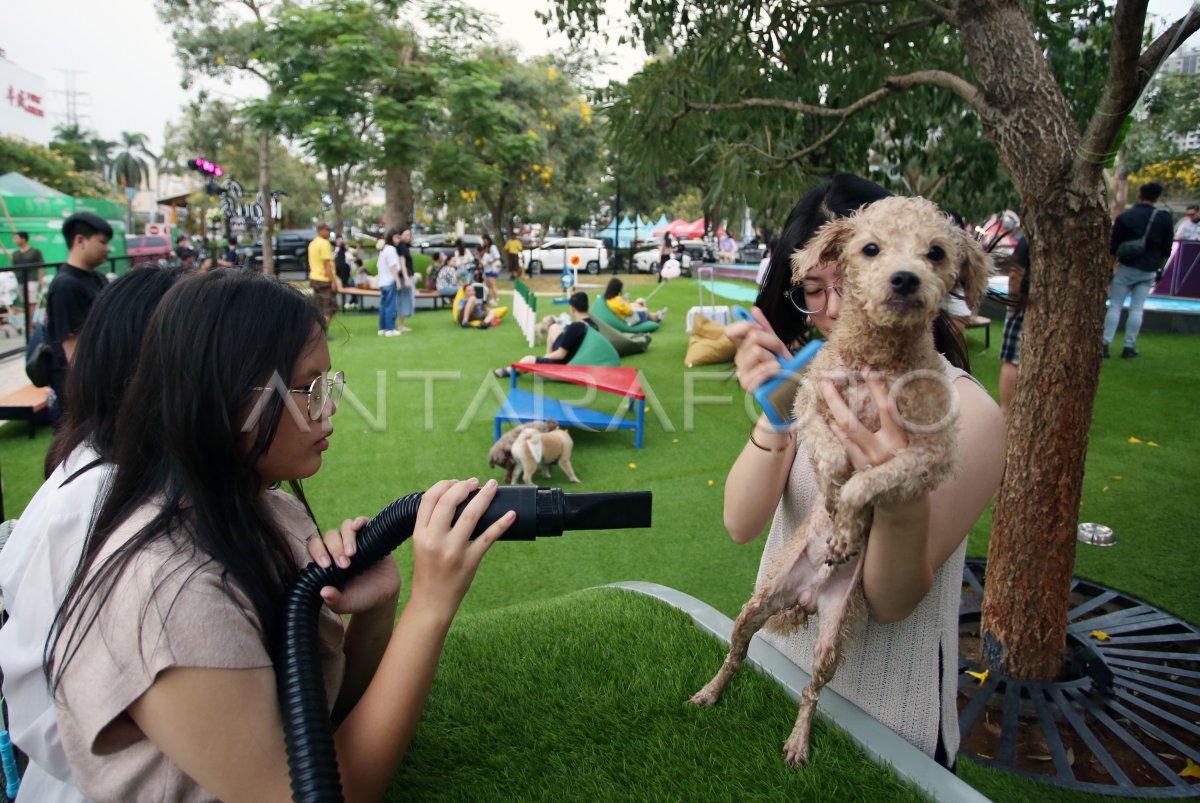 Taman bermain untuk anjing peliharaan