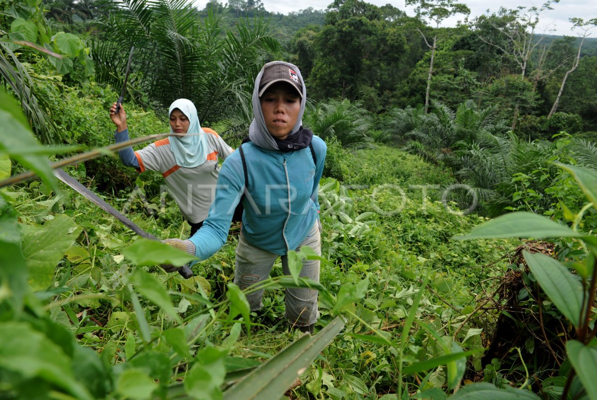 Hutan Konservasi Antara Foto