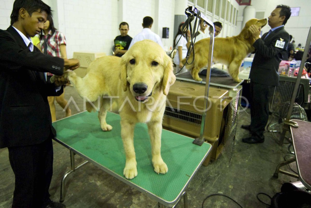 CHAMPIONSHIP DOG SHOW ANTARA Foto