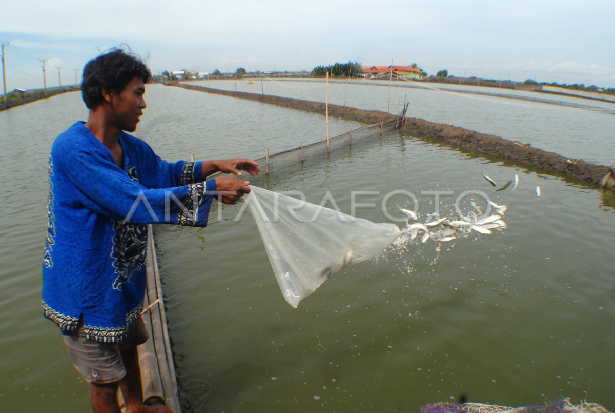 BUDIDAYA IKAN BANDENG | ANTARA Foto