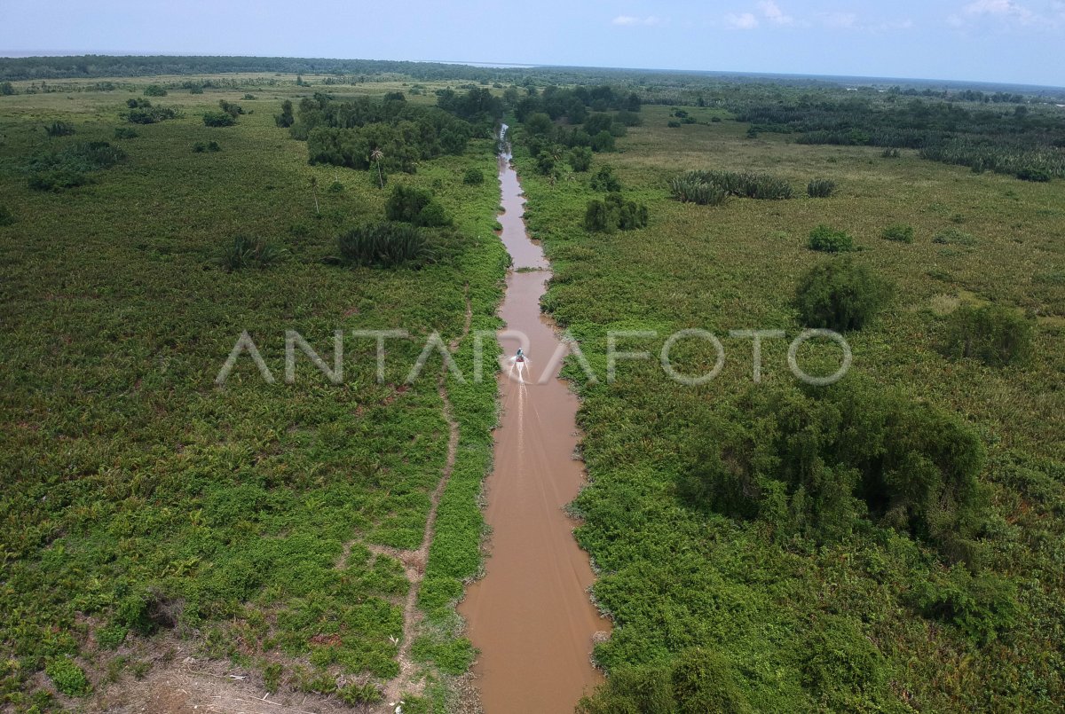 CAGAR ALAM HUTAN BAKAU PANTAI TIMUR | ANTARA Foto