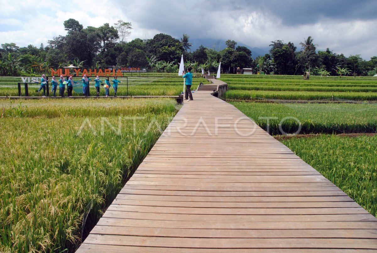 KAMPUNG WISATA TEMATIK MULYAHARJA BOGOR | ANTARA Foto