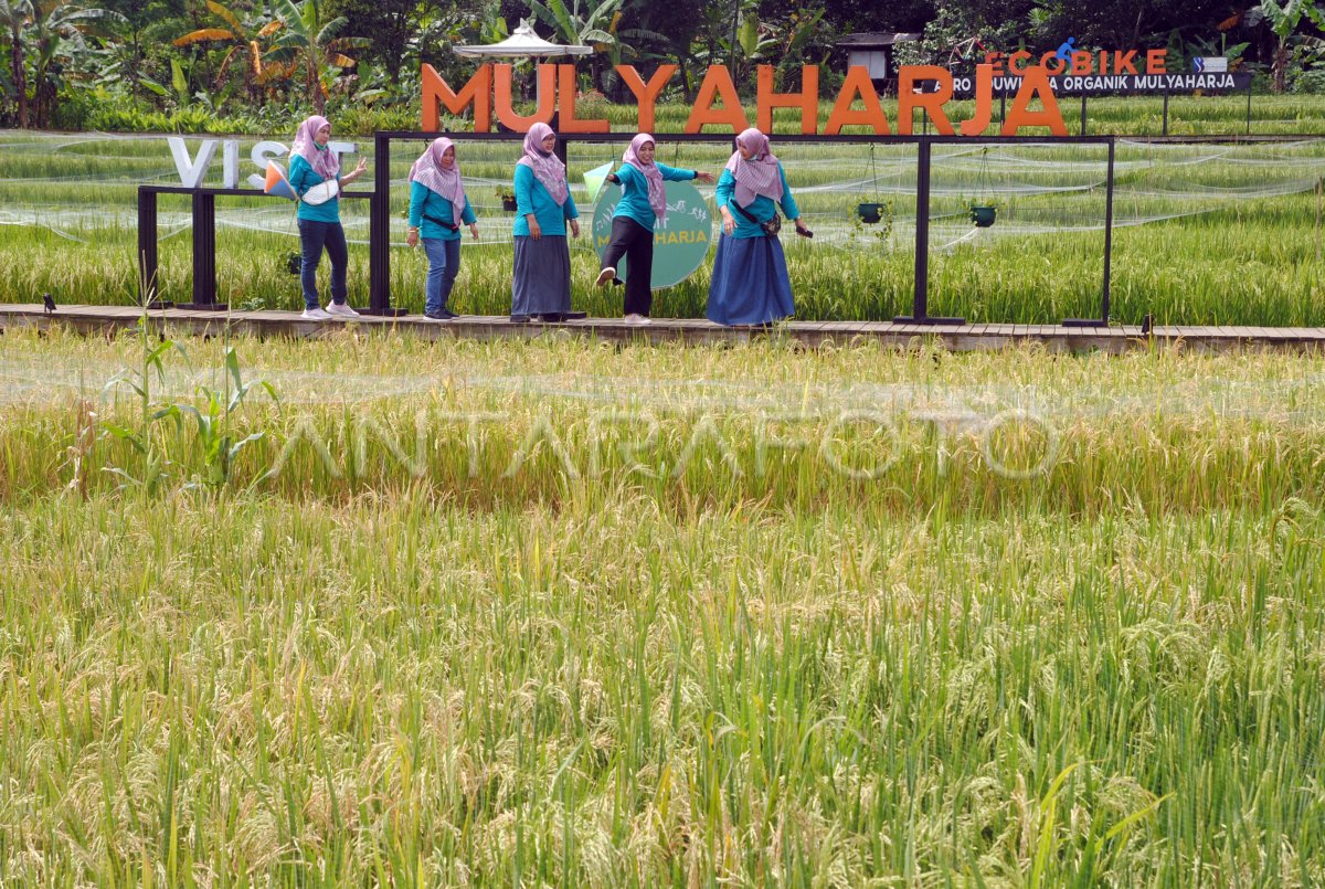 KAMPUNG WISATA TEMATIK MULYAHARJA BOGOR | ANTARA Foto