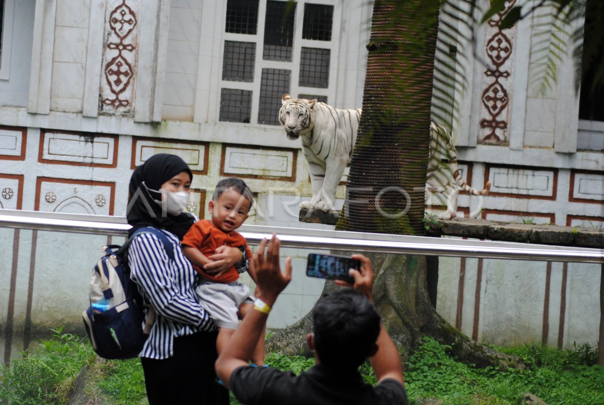 Libur Imlek Di Taman Safari Bogor Antara Foto