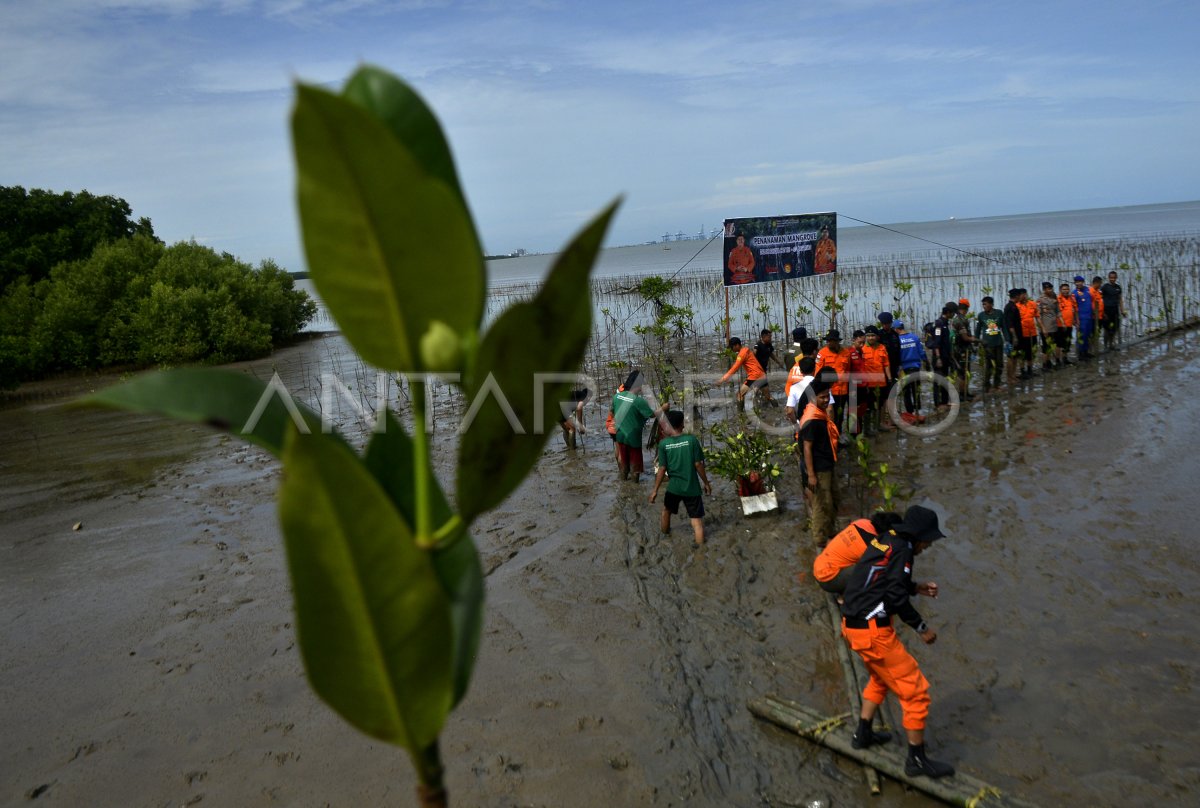 TANAM MANGROVE HUT KE-51 BASARNAS DI MAKASSAR | ANTARA Foto