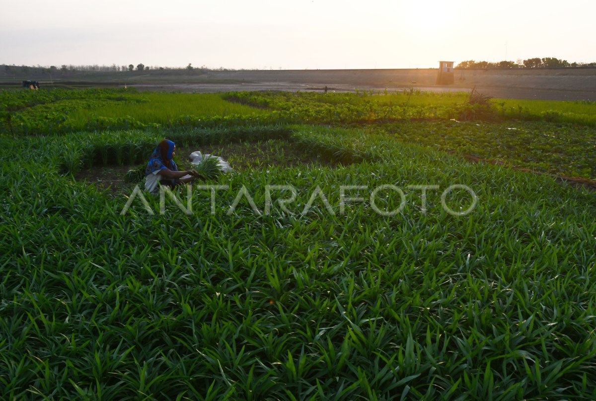 Pemanfaatan Areal Waduk Untuk Lahan Pertanian | ANTARA Foto