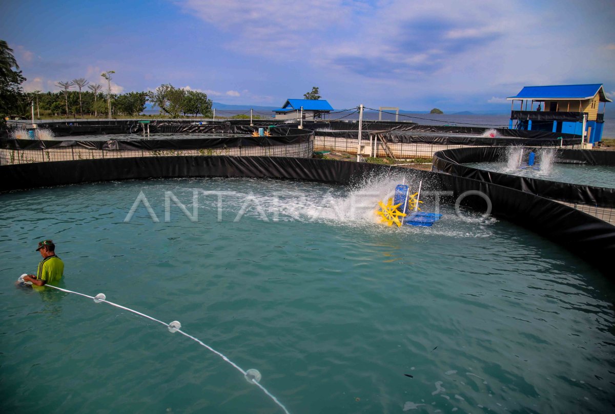 Tambak Budidaya udang vaname di Tidore Kepulauan | ANTARA Foto