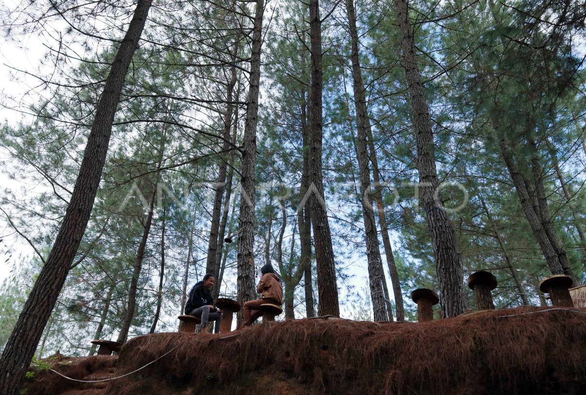 Wisata Alam Bukit Tondok Bakaru Di Mamasa Antara Foto