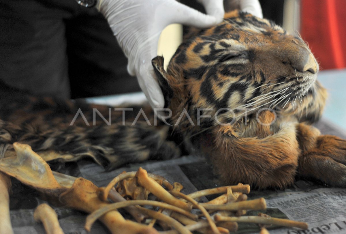 PERDAGANGAN KULIT HARIMAU SUMATERA ANTARA Foto