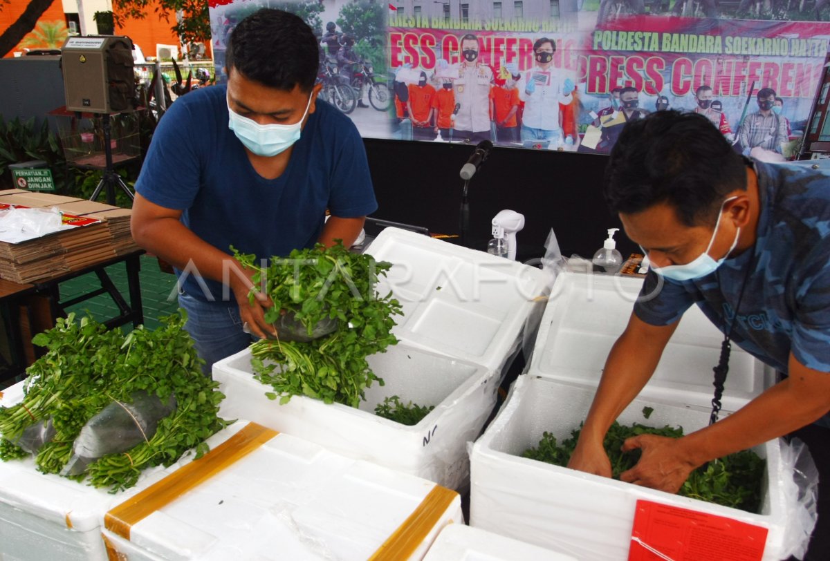 PENGUNGKAPAN PENYELUNDUPAN BABY LOBSTER ANTARA Foto
