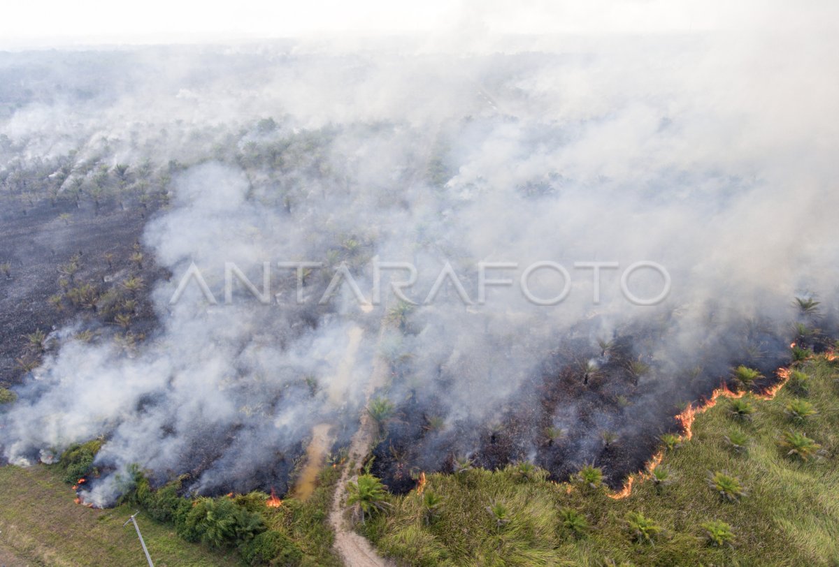 Kebakaran lahan di Palem Raya