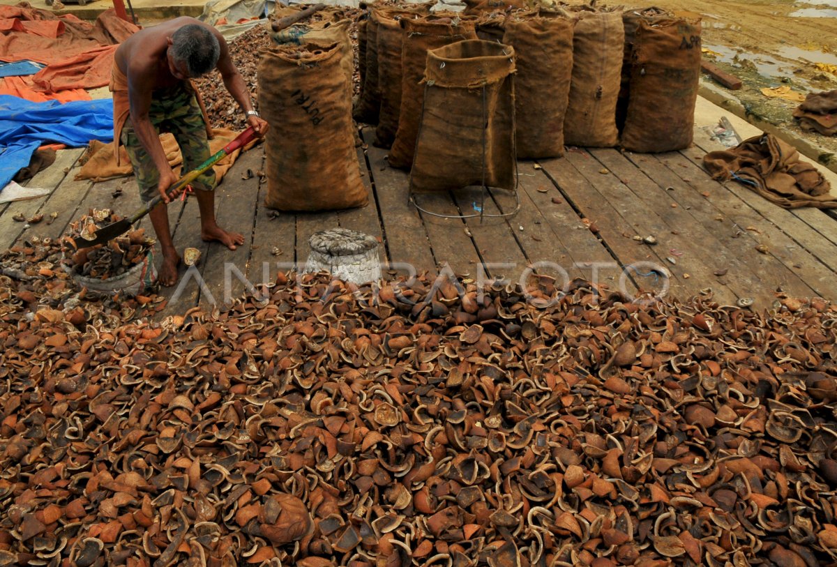 KOPRA | ANTARA Foto