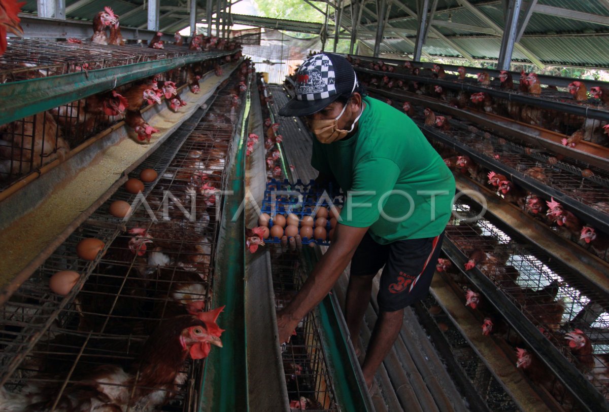 HARGA TELUR AYAM | ANTARA Foto