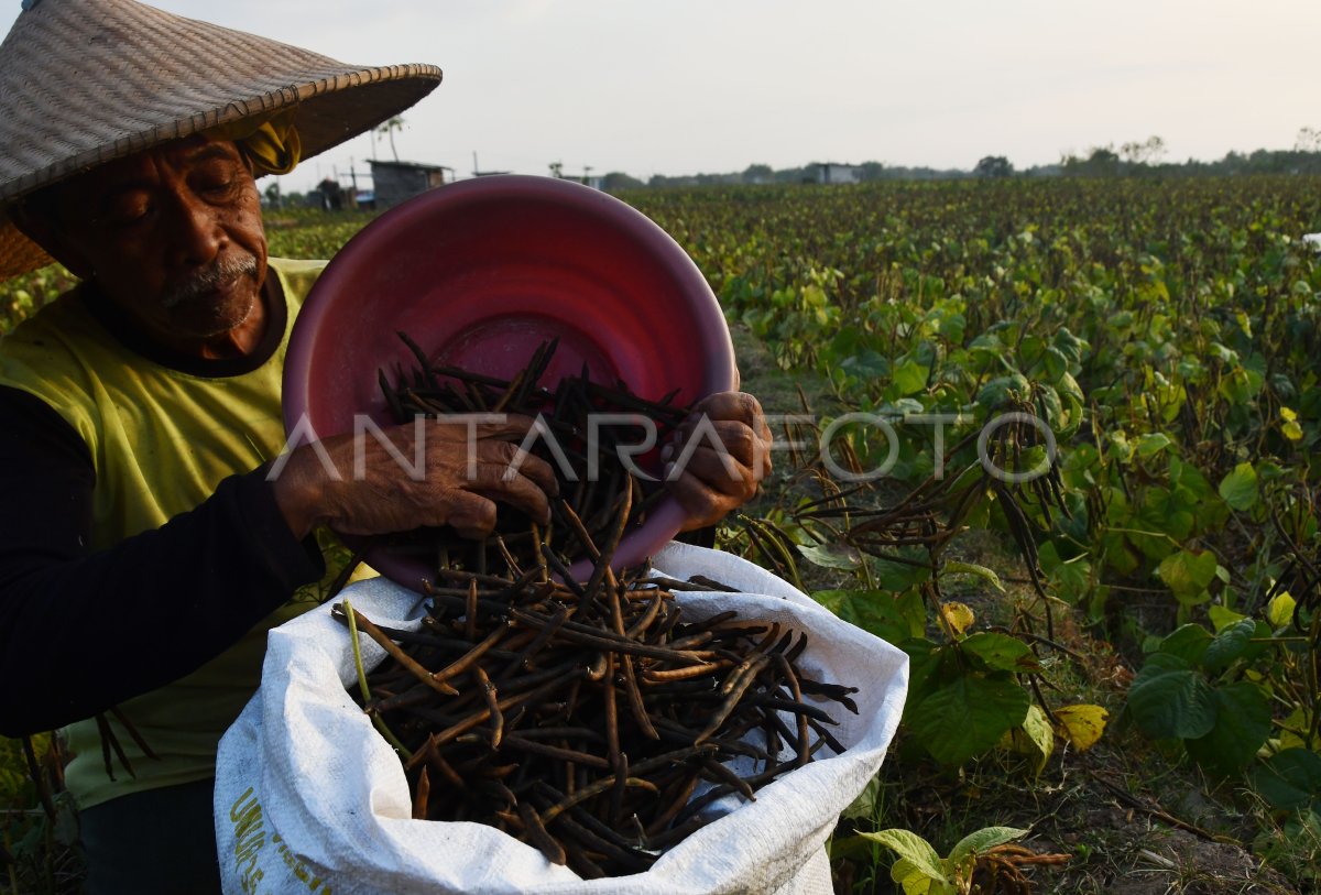 Panen kacang hijau di Madiun