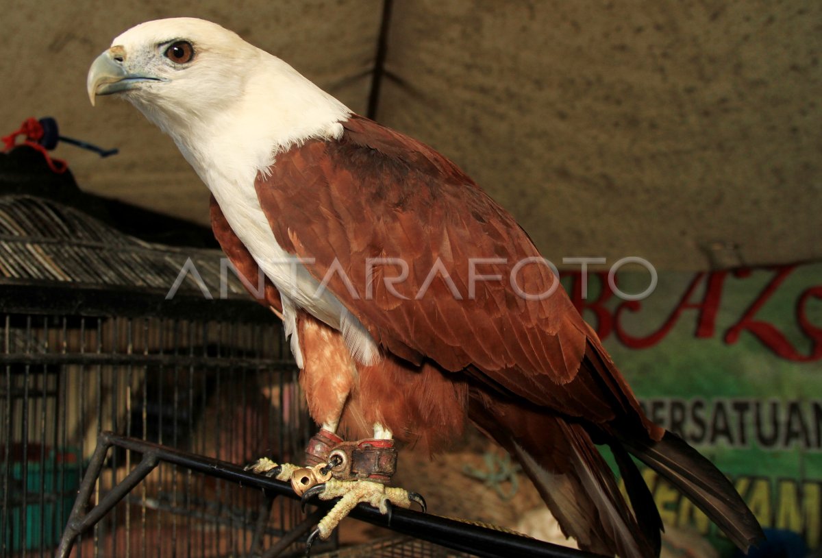 BURUNG ELANG BONDOL | ANTARA Foto